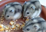 三线仓鼠吃什么(食物)