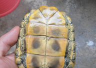 巴西龟吃猪肉吗(会死吗)