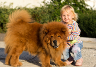 松狮幼犬多少钱一只（大概）