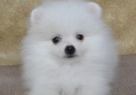 博美和贵宾犬哪个好养（对比）