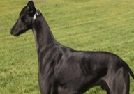 惠比特犬聪明吗(智商怎么样)
