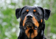 德牧马犬罗威纳哪个好(家养)