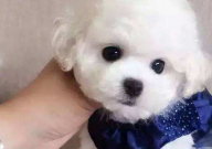 比熊会拆家吗(为什么)