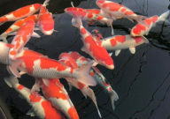 锦鲤鱼池绿藻怎么处理(干净)