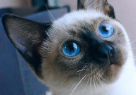 暹罗猫除了猫粮还能吃什么（食物）