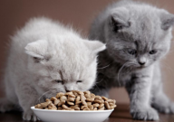 成年猫粮和幼年猫粮有什么区别（3点）