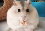 仓鼠吃蘑菇吗(菇类)