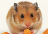 仓鼠能吃生豆芽吗(有毒吗)