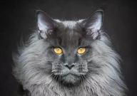 国内缅因猫为什么养不大（普遍小）