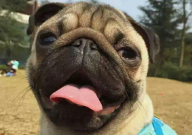 巴哥犬几个月算成犬(成年犬)