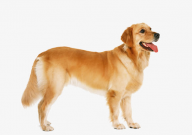 金毛犬感冒了吃什么药(最好)