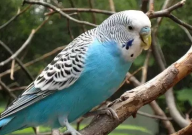 成年虎皮鹦鹉还能训练上手吗(能手养吗)