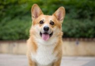 柯基和柴犬哪个贵(价格高)