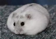 仓鼠怀孕吃什么比较好（食物）