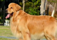 怎么训金毛犬(教程方法)