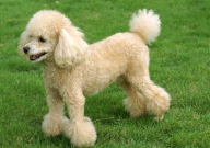 贵宾犬有什么特点(是怎样的)