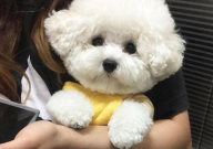比熊拉粑粑有血什么原因(怎么回事)