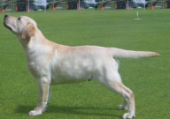 拉布拉多挑食吗（有什么办法纠正）