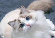 布偶猫得了猫瘟怎么办(能治好吗)