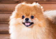 博美犬身上长黑斑还能恢复吗(原因)