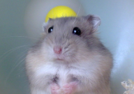 仓鼠喝自来水会死吗(会拉肚子吗)