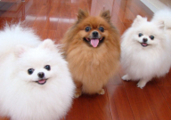 博美犬有几种(品种)