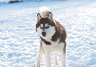 哈士奇喜欢咬人怎么办（怎么回事）