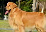 金毛吃什么肉最好(最健康)