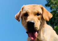 拉布拉多嘴巴臭怎么办（原因和解决办法）