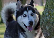 阿拉斯加跟哈士奇有什么区别（关系）