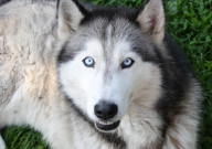 哈士奇从小到大的变化（过程）