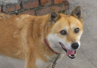 中华田园犬的优点(有哪些)