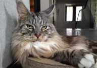 怎么分辨是不是缅因猫（品种）