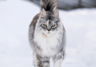 缅因猫性格特点(是什么)