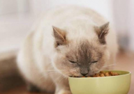 全价猫粮和成猫猫粮的区别（如何选择）