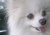 广州博美犬多少钱一只（正宗）