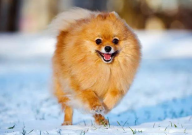 博美犬的由来(历史)
