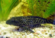 清道夫要喂食吗(吃什么)