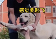 警犬首次过断桥吓出表情包(萌态十足)