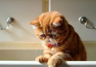 异国短毛猫多少钱一只（纯种）