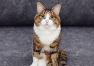 猫天生会用猫砂吗(为什么)