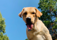 拉布拉多能吃水果吗（怎么吃）