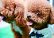 泰迪和贵宾犬是一个品种吗（区别）