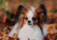 蝴蝶犬为什么那么便宜（原因）