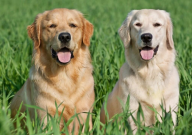 金毛犬与拉布拉多的区别(对比)