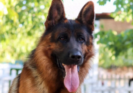 德国牧羊犬的特点(介绍)