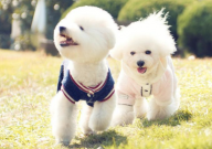 比熊多大算成犬（成年犬）
