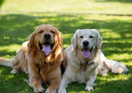 拉布拉多和金毛有什么区别(哪个更好)