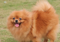 博美犬干咳干呕怎么办(吃什么药)