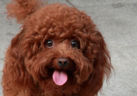 如何养泰迪狗(怎样养好泰迪犬)